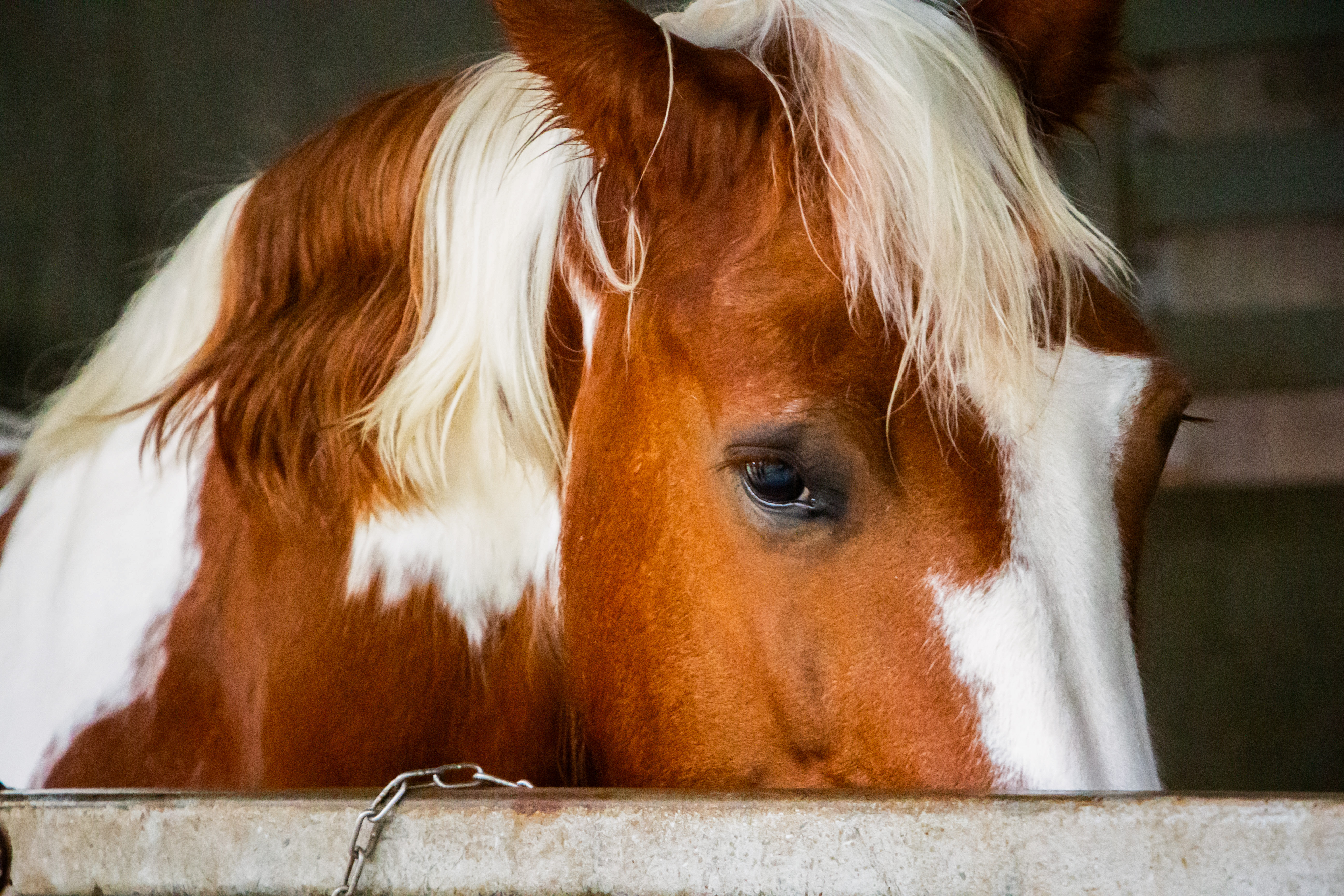 "I can feel the soul of the animals through the photos." – Jason Tan. (Photo by Blue's Clues)